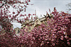 Paris, Notre Dame en rose, IL Y A 3 ANS...