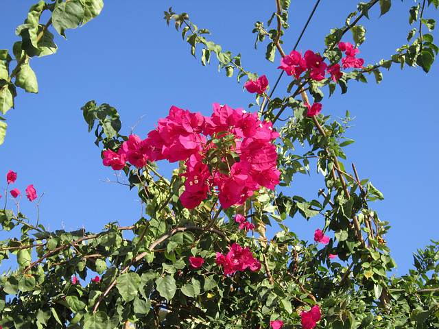 I can never tire of bougainvillea