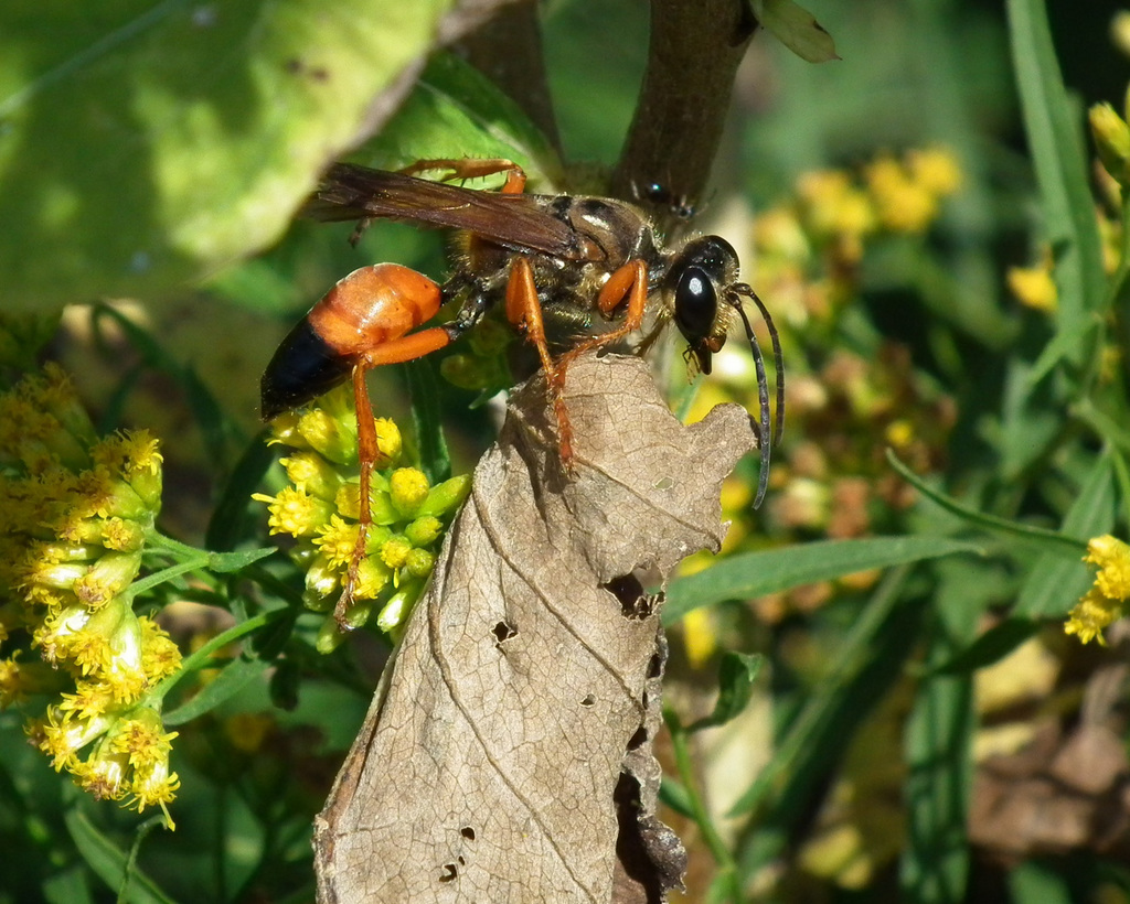 frelon / hornet