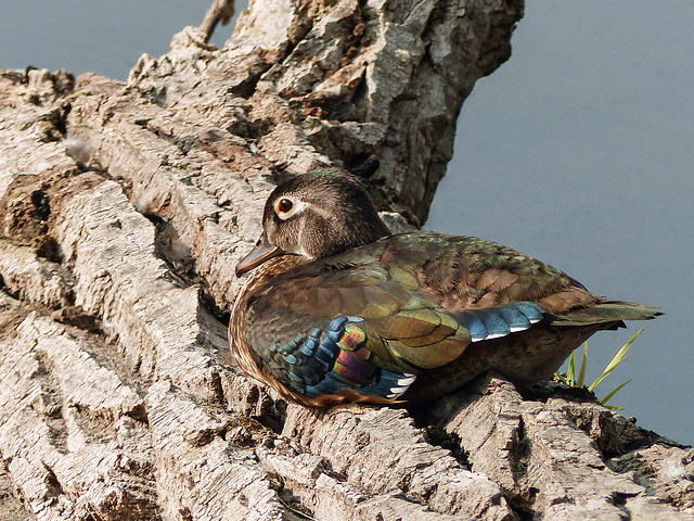 Wood Duck juvenile