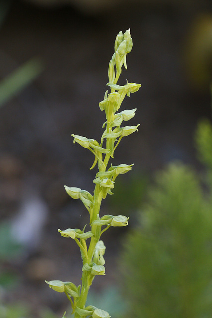 Sparse-flowered Rein Orchid