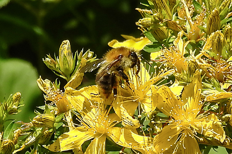 20200623 8940CPw [D~LIP] Veränderliche Hummel, Johanniskraut (Hypericum perforatum), Bad Salzuflen