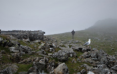 Summit of Cadair Idris, the cabin, a seagull, and one solitary visitor.