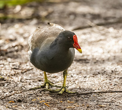 Moorhen