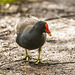 Moorhen