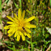 Yam daisy and a hoverfly