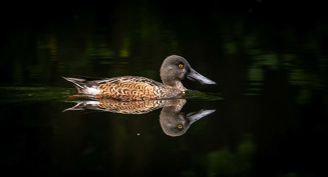 Shoveler duck