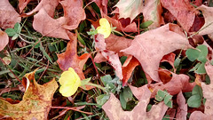 autumn flowers