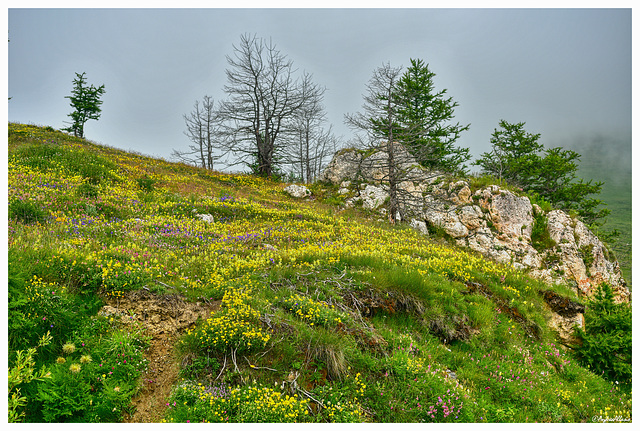 fioritura di alta quota