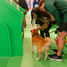 Journées "Je t'aime comme un chien", (zone verte - 7)
