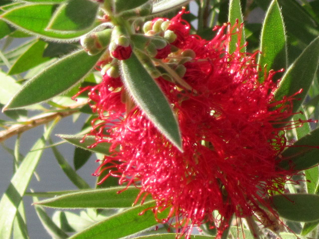 A bottle brush type of flower