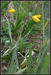 Tulipa australis (1)
