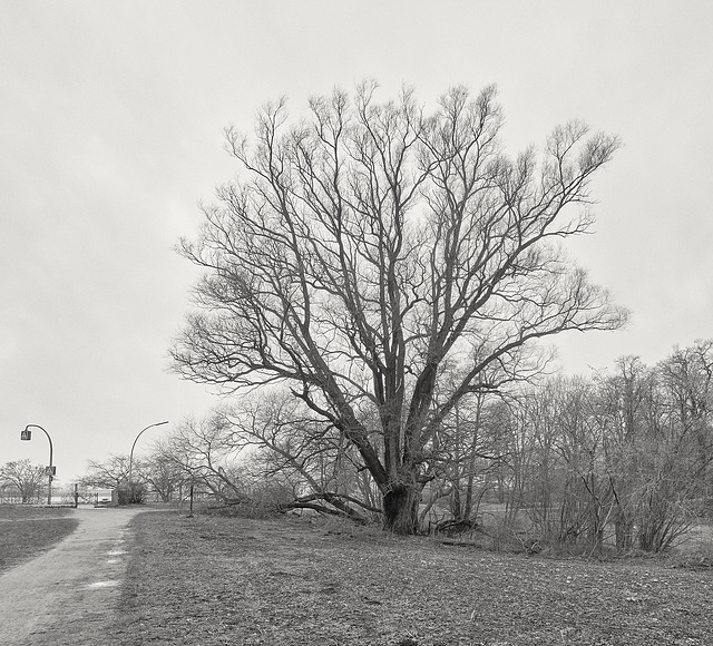 baum-4587-4588 Panorama-20-01-18sw