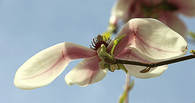 Au bord de l'envol.............