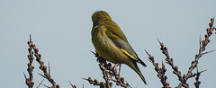 20180404 3473CPw [D~AUR] Grünfink (Carduelis chloris), Norderney