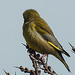 20180404 3473CPw [D~AUR] Grünfink (Carduelis chloris), Norderney