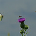 Vol du Piéride et d'abeilles sur Cirse des champs