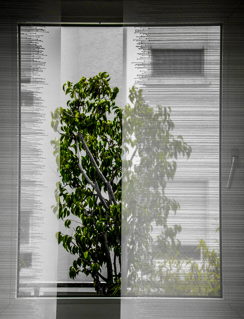Looking out of my Window