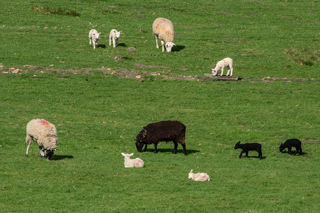 Lambing time