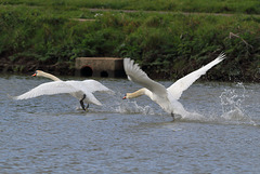 EOS 60D Unknown 11 54 2005591 Swans dpp