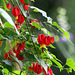 Fleurs du jardin