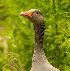 Greylag goose