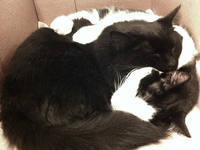 Two-cat circle