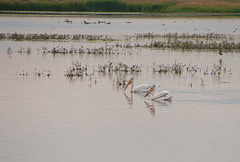 pelicans cruising