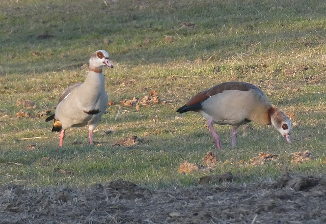 Nilgänse