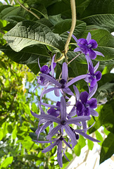 In the palm house of Trädgårdsföreningen 1