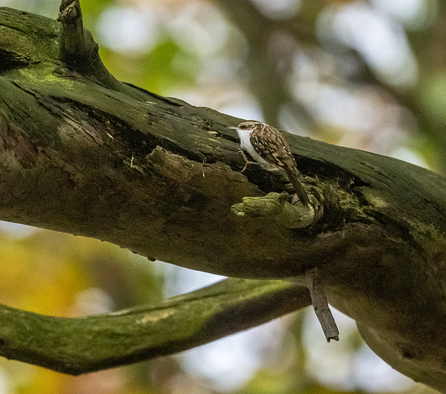 Tree creeper