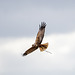 Marsh harrier