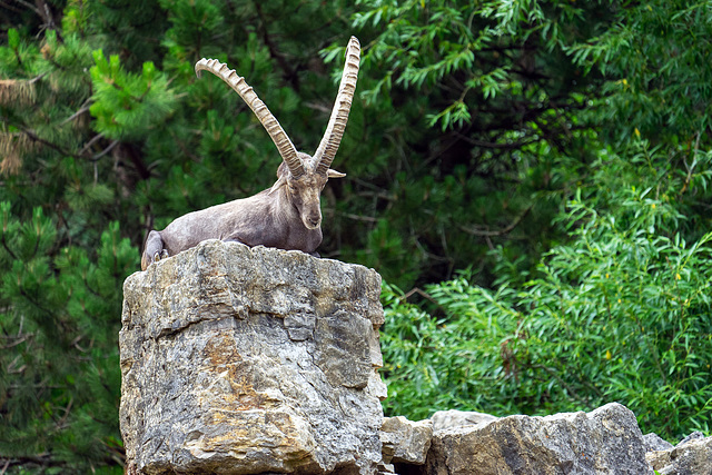 Bad Mergentheim (Wildpark)