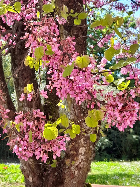 Arbre de Judée************