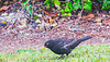 Blackbird.