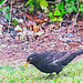 Blackbird.