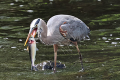 Flipping the fish Flipping the fish