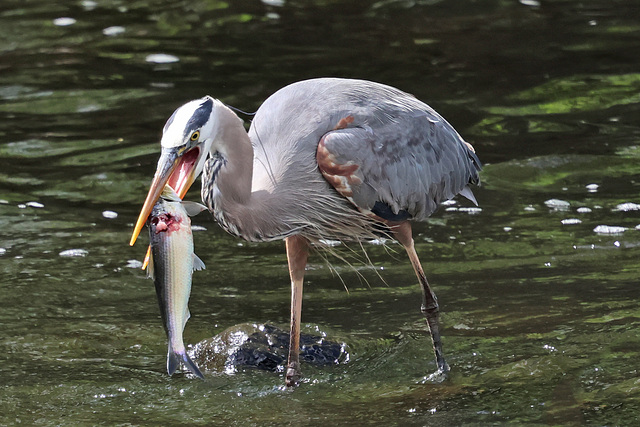 Flipping the fish