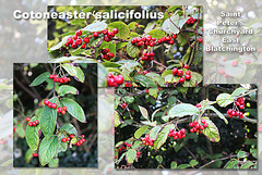 Cotoneaster salicifolius - East Blatchington - Sussex - 10.9.2015