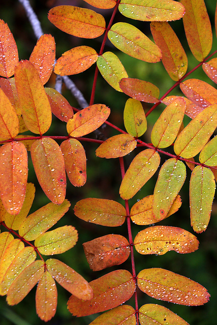 Sitka Mountain Ash