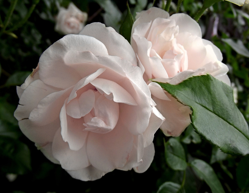 Pale pink