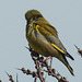 20180404 3474CPw [D~AUR] Grünfink (Carduelis chloris), Norderney