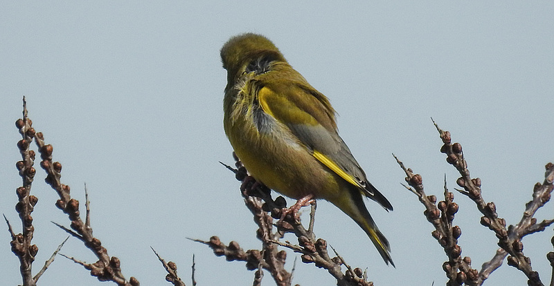 20180404 3474CPw [D~AUR] Grünfink (Carduelis chloris), Norderney