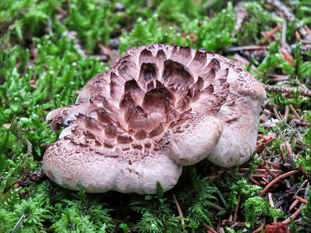 Scaly Hedgehog (Shingled Hedgehog) fungus / Sarcodon imbricatus