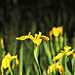 Gelbe Sumpfschwertlilie