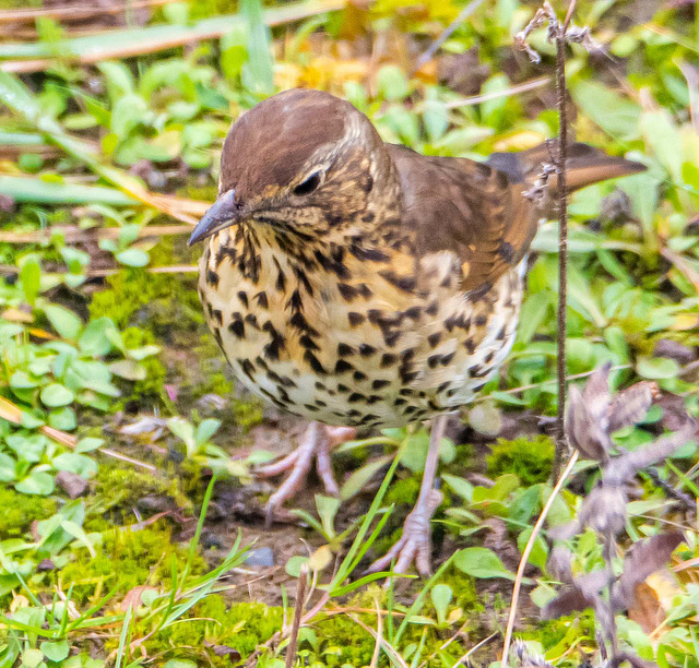 Song thrush