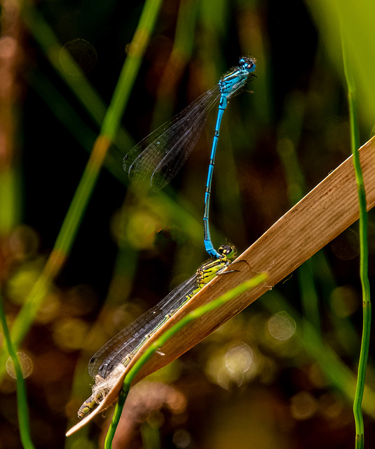 Azure damselflies