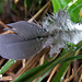 Feather In The Rain