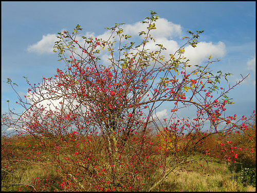 November rosehips