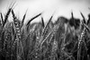 Rainy wheat field